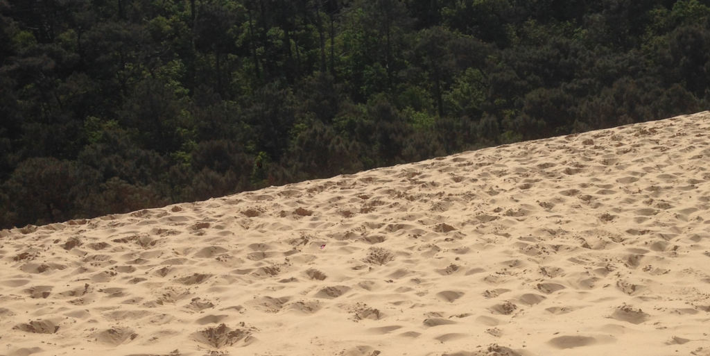 Sand & Trees